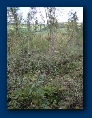 The brambles and rhodies below the site